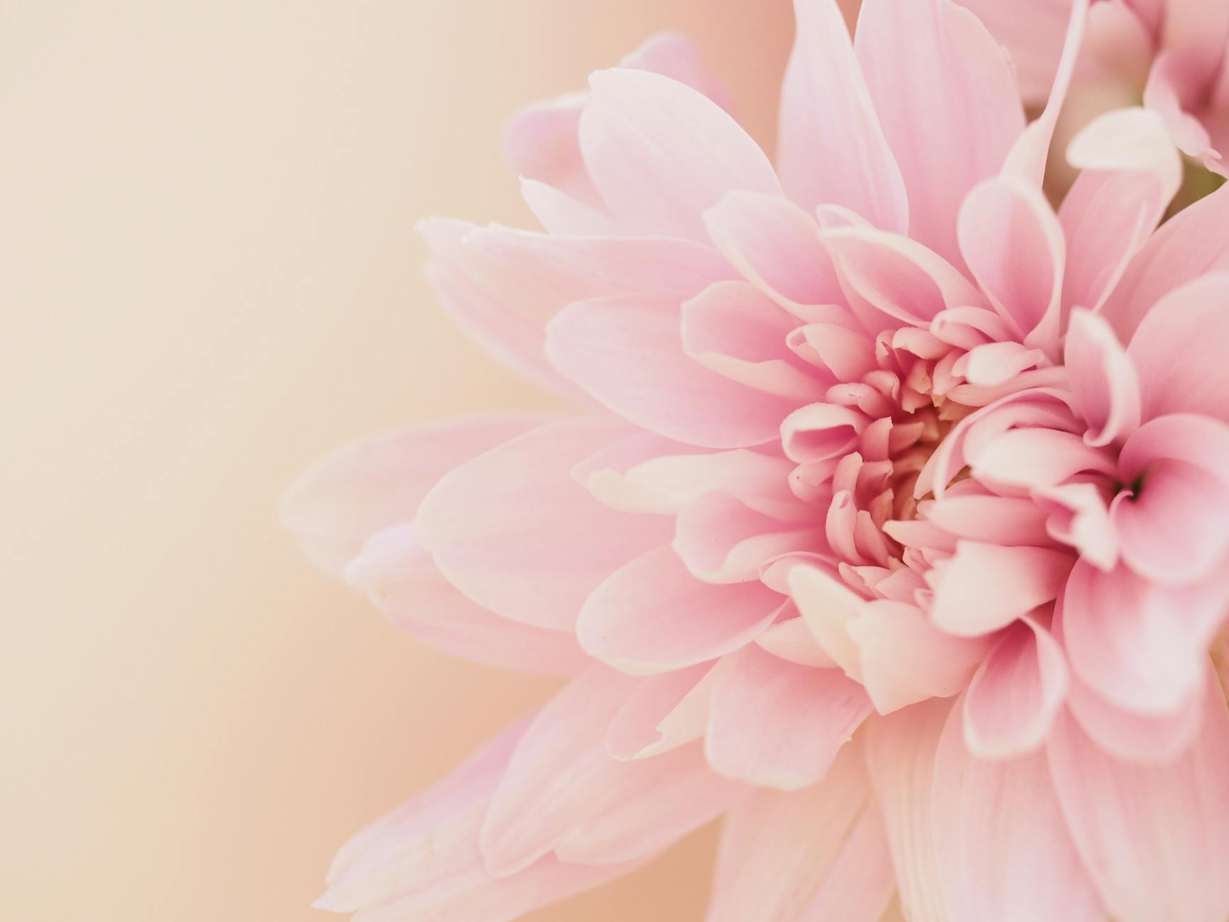 Dahlienblume Auf Hellrosa Hintergrund